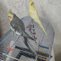 فروش عروس هلندی