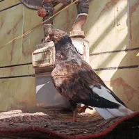 ۳عدد کبوتر رنگی کوهی زرد سرخ دمسفید نقش عروسک