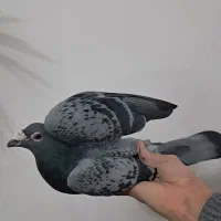 کبوترمسافتی|پرنده|هشتگرد, گلسار|دیوار