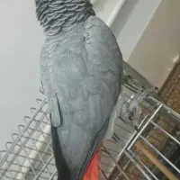 کاسکو ماده سخنگو دستی دستی مست مست