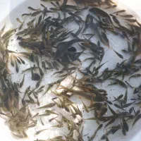 ماهی گرم کپور|ماهی|سنگر, |دیوار