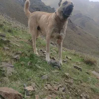 سگ ‌|سگ|ملایر, |دیوار