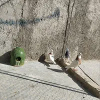 کفتر طوقی