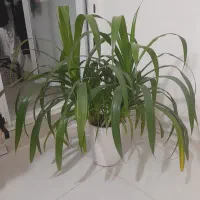 گیاه پاندانوس آراسته زیبا