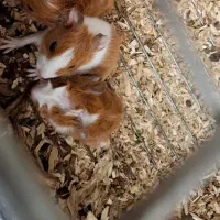 خوکچه هندی|موش و خرگوش|ارومیه, |دیوار