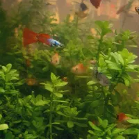 انواع ماهی گیاه خوار