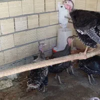 بوقلمون ماده