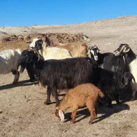 ۷ عدد بز بچه دار برای دامازدیخ