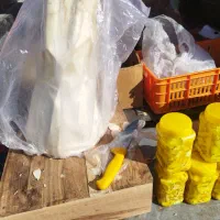 پنیر نخل شیرین .بمب انرژی