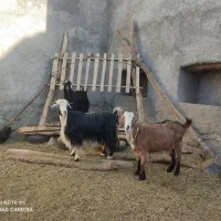 سه عدد بز جوان آبستن سنگین