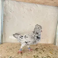 ۴ عدد دم سفید کاکلی نر