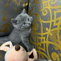 تجربه یک زندگی متفاوت و لاکچری/حر آج گربه kittycat|گربه|تهران, گیشا|دیوار