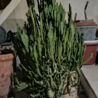 دو عدد کاکتوس|گل و گیاه طبیعی|شیراز, دارالرحمه|دیوار