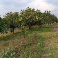 450-متری-سند-تک-برگ-حتی-معاوضه-با-خودرو-تصادفی