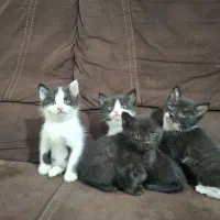 گربه های ناز و گوگولی