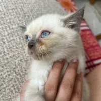 بچه گربه چشم ابی