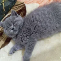 گربه نر اسکاتیش|گربه|نسیمشهر, |دیوار