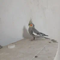 عروس پاریس|پرنده|اهواز, زیتون کارگری|دیوار