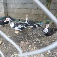 فروش اردک اسرائیلی در حال تخم