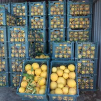 گریفروت توسرخ