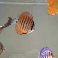 دیسکس|ماهی|مبارکه, |دیوار