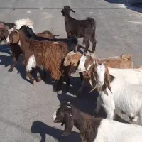 نه راس بزغاله ماده دانه 3/900 ،|حیوانات مزرعه|بردسکن, |دیوار