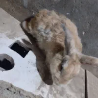 خرگوش