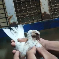 تعدادی کفتر ساعت بالا