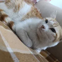 واگذاری گربه dsh|گربه|شیراز, شهرک مفتح|دیوار