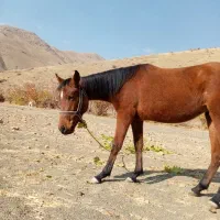 اسب ترکمن|اسب و تجهیزات اسب‌سواری|سنندج, |دیوار