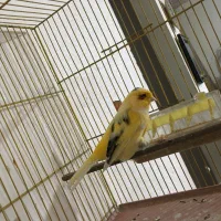 قناری نر قرص شلاقی