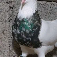 جمع آوری  کود کبوتر