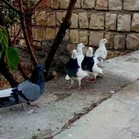 کبوتر طوقی قواره دار|پرنده|ایلام, |دیوار