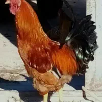 تعدادی خروس محلی گوشتی