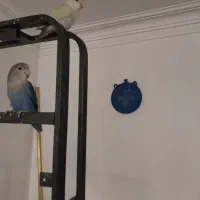 طوطی برزیلی|پرنده|رشت, چله خانه|دیوار