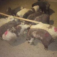بره نر|حیوانات مزرعه|شیراز, کوشک بیدک|دیوار