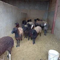 میش بره دار