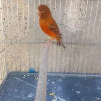 قناری سرخ مست|پرنده|شیراز, کوشک میدان|دیوار