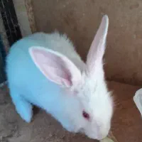خرگوش