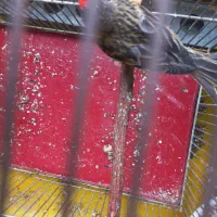 گلبسر بخون|پرنده|رباط‌کریم, الارد|دیوار