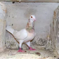 کوهی‌خال‌دار|پرنده|بهار, |دیوار