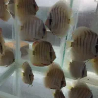 دیسکس|ماهی|رشت, ولکس|دیوار