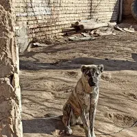 سگ افغان|سگ|رضویه, |دیوار