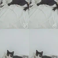 گمشده ب اسم کَت