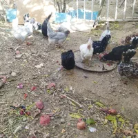 تخم مرغ گلین