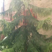 کاج مبطق