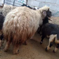 میش وبره|حیوانات مزرعه|کرمانشاه, |دیوار