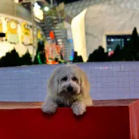 ژاد مالتیز تریر 4 ماهه مهربون و ساکت واگذاری