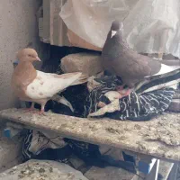 کبوتر