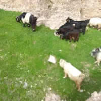 بز روزگاری ترکی